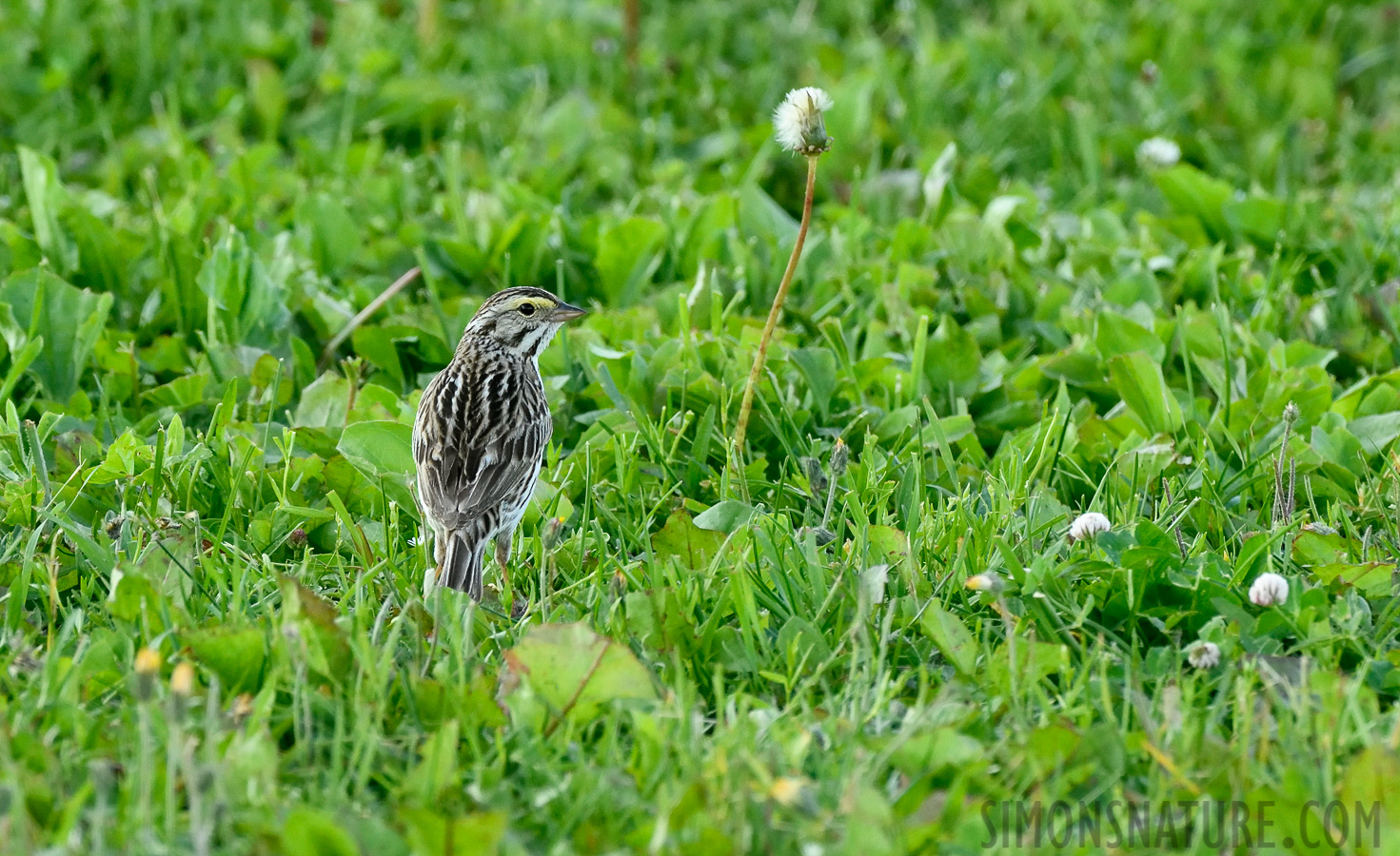 Passerculus sandwichensis savanna [400 mm, 1/320 sec at f / 8.0, ISO 1600]